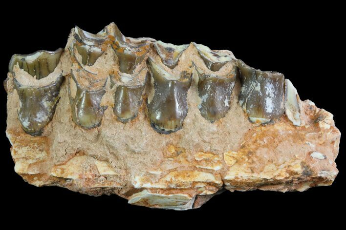 Oreodont Jaw Section With Teeth - South Dakota #81942